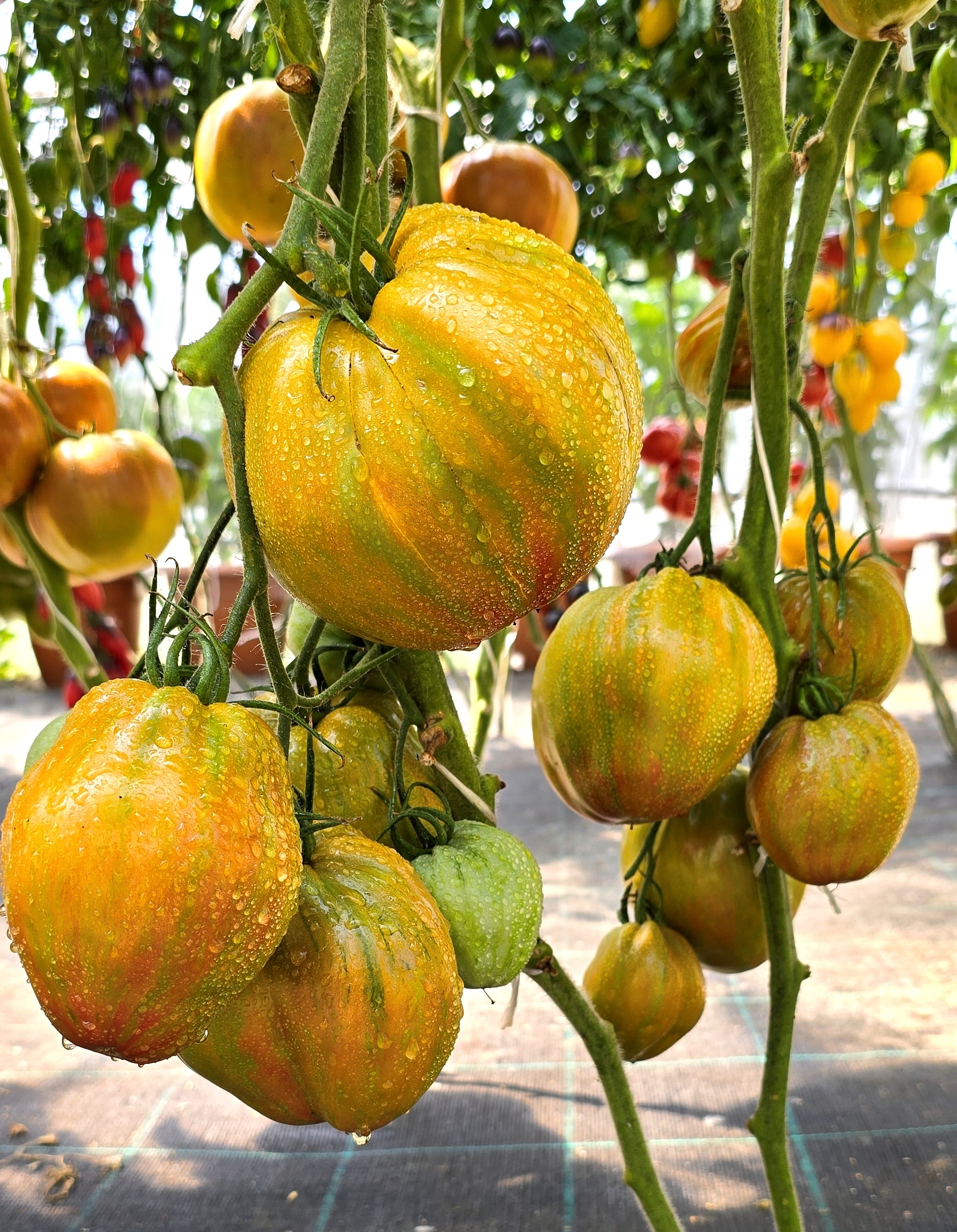 Green Tomatoes: HUGE FESTIVAL GREEN TULIP ( Ogromnyy Festivalnyy